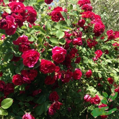 Розы Дебют - купить в питомнике
