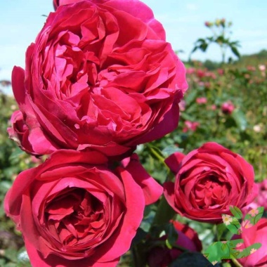 Розы Эрик Таберли - купить в питомнике