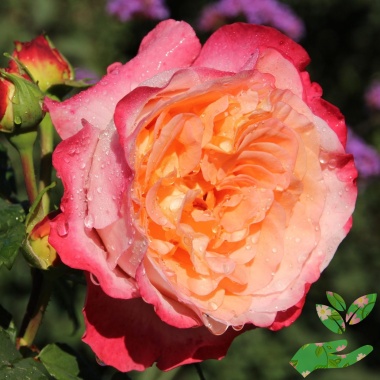 Розы Августа Луиза - купить в питомнике