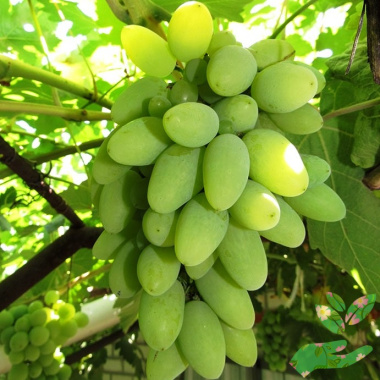 Виноград Тимур - купить в питомнике