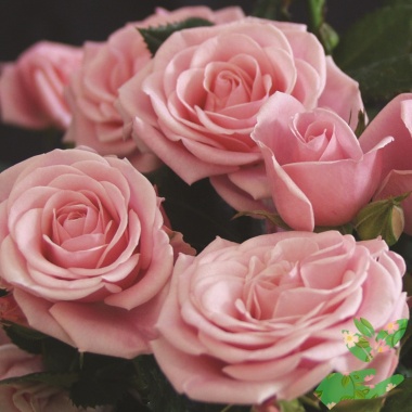 Розы Граф Монте Кристо - купить в питомнике