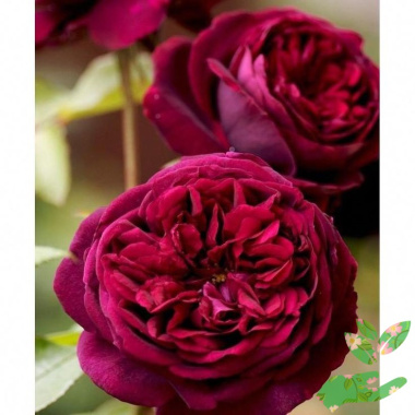 Розы Принц Дэвид Остин - купить в питомнике