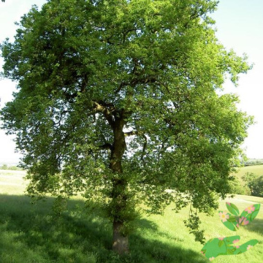 Лиственное дерево Дуб - купить в питомнике