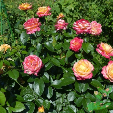 Розы Восточный Экспресс - купить в питомнике