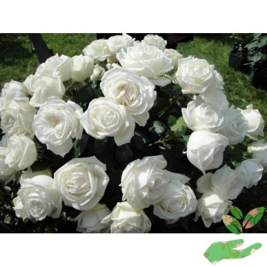 Розы Ломоносов - купить в питомнике