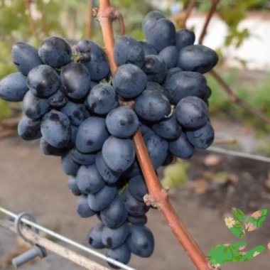 Виноград Махаон - купить в питомнике