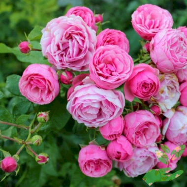 Розы Помпонелла - купить в питомнике