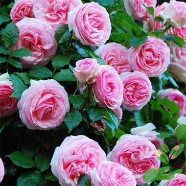Розы Пьер де Ронсар - купить в питомнике