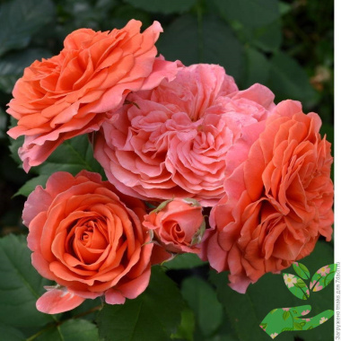Розы Эмильен Гийо - купить в питомнике