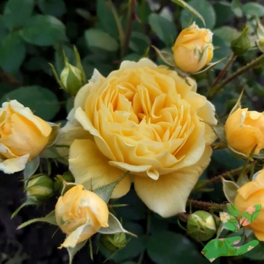 Розы Анни Дюпрей - купить в питомнике