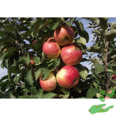 Колоновидная яблоня Останкино - купить в питомнике