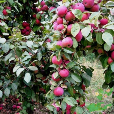 Саженцы яблони Флорина - купить в питомнике