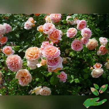 Розы Абрахам Дерби - купить в питомнике