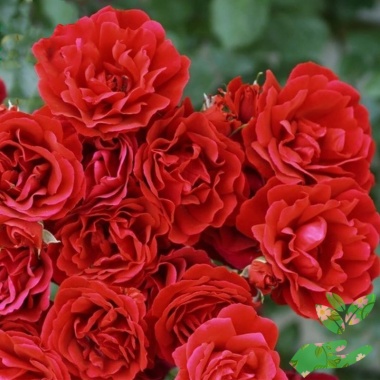 Розы Симпатия - купить в питомнике