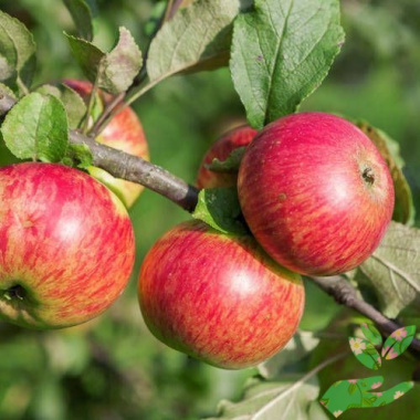 Саженцы яблони Медуница - купить в питомнике