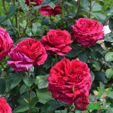 Розы Четырёх Ветров - купить в питомнике