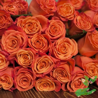 Розы Оранж Краш - купить в питомнике