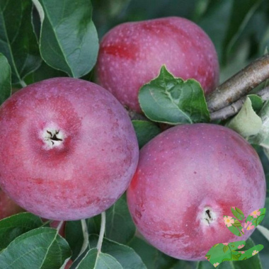 Саженцы яблони Лобо - купить в питомнике