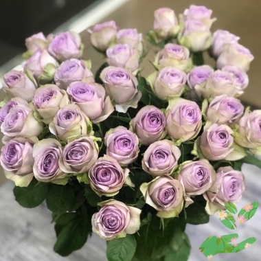 Розы Луллаби - купить в питомнике