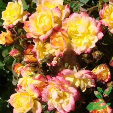 Розы Беби Маскарад - купить в питомнике