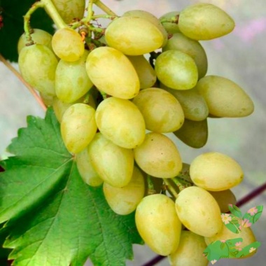 Виноград мускат летний - купить в питомнике