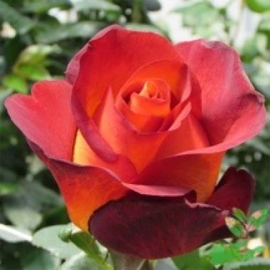 Розы Кофе Брейк - купить в питомнике