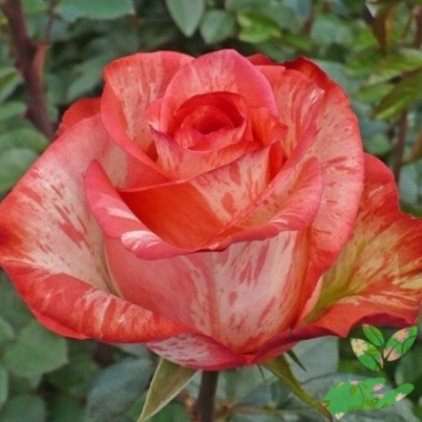 Розы Хай Твинкл - купить в питомнике