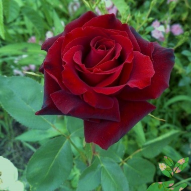 Розы Табу - купить в питомнике