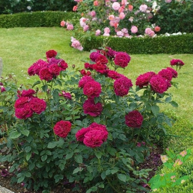 Розы Дарси Бассел - купить в питомнике