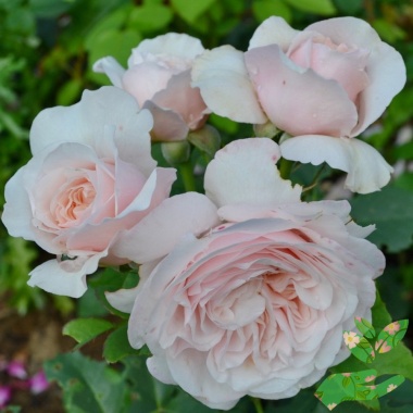 Розы Клер Роуз - купить в питомнике