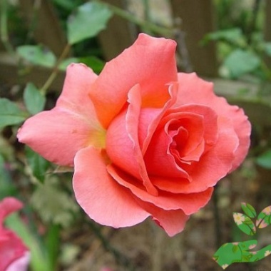 Розы Визион - купить в питомнике