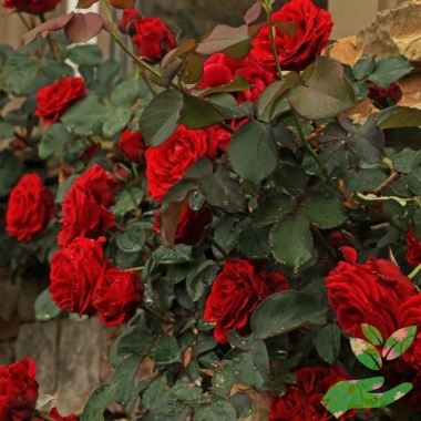 Розы Дон Жуан - купить в питомнике