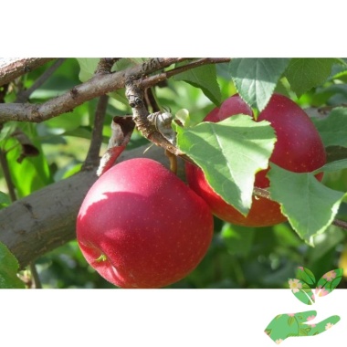 Саженцы яблони Пепин шафранный - купить в питомнике