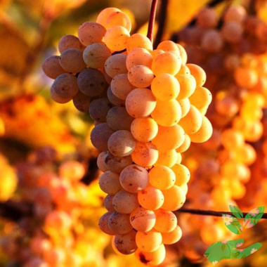 Виноград Янтарный - купить в питомнике