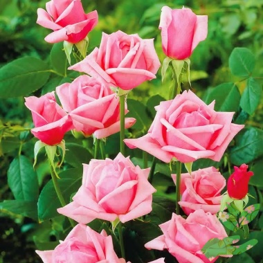 Розы Карина - купить в питомнике