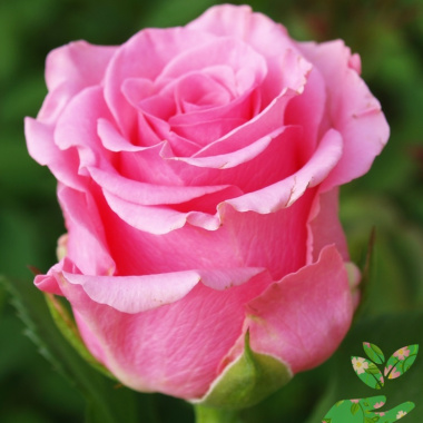 Розы Розовая Магия - купить в питомнике