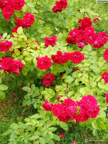 Розы Фая Лобби фото 2