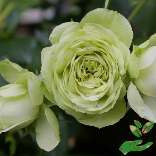 Розы Лавли Грин фото 1