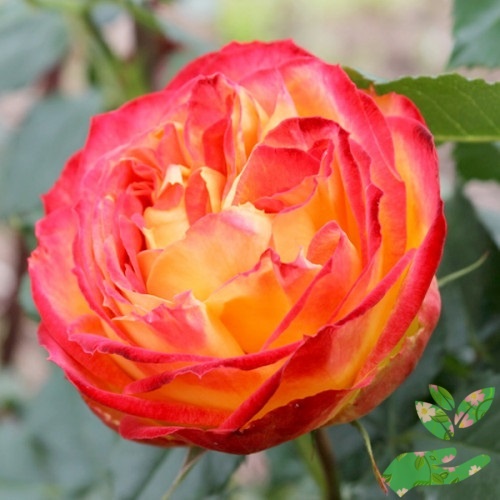 Розы Вулканика фото 1