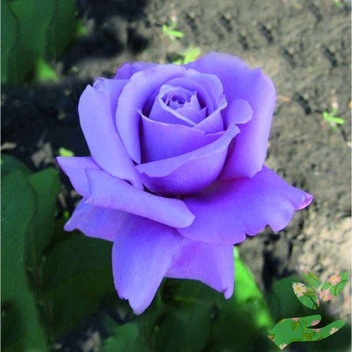 Розы Голубой Нил фото 1