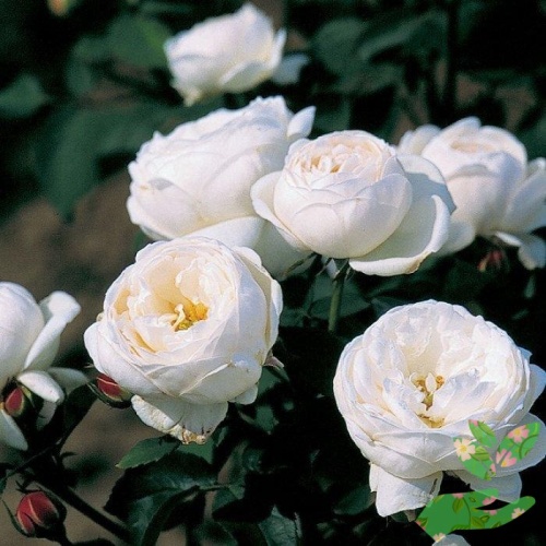 Розы Бьянка фото 1