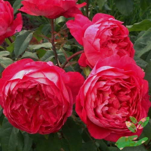 Розы Бенджамин Бриттен фото 1