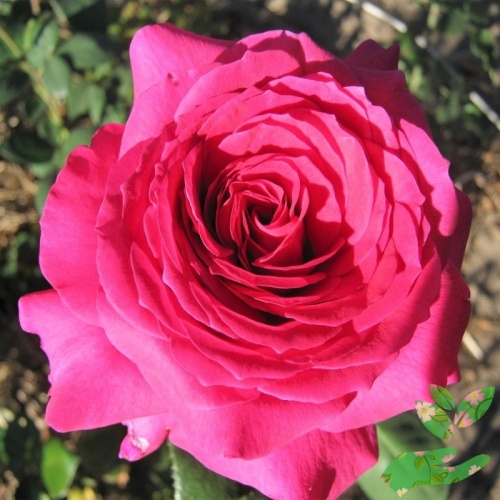Розы Юрианда фото 1