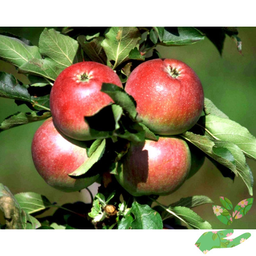 Колоновидная яблоня Обелиск фото 1