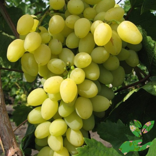 Саженцы винограда Лора фото 1