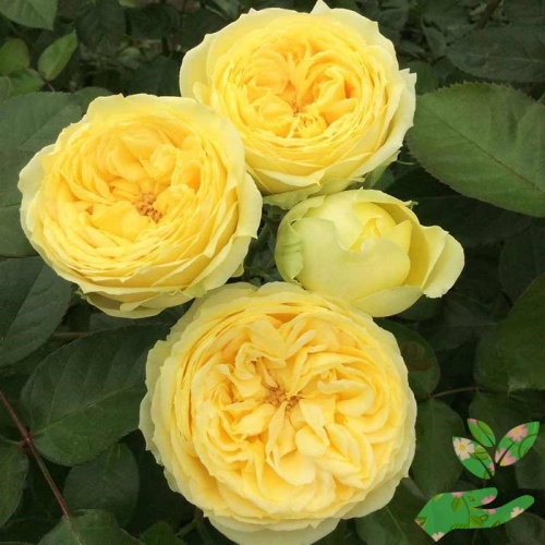 Розы Каталина фото 1
