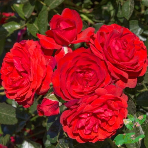 Розы Скарлет О’хара фото 1