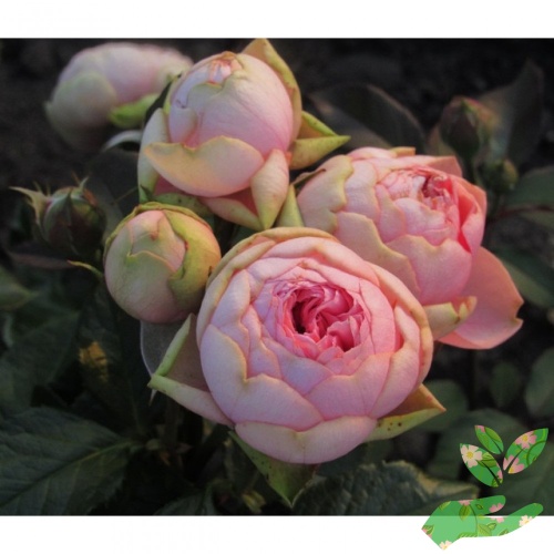 Розы Пиано Хеппи фото 1