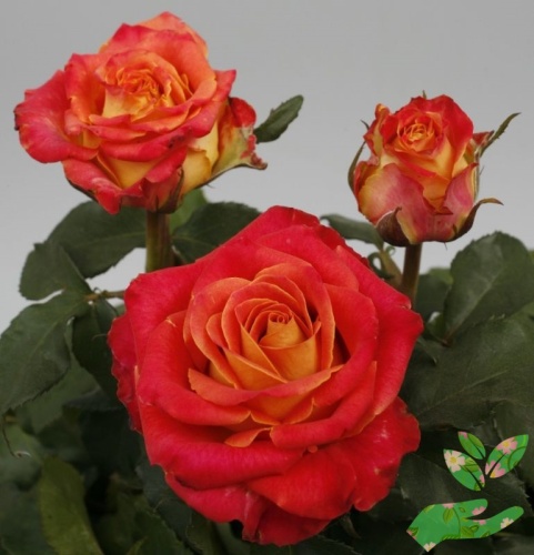 Розы Лина фото 1