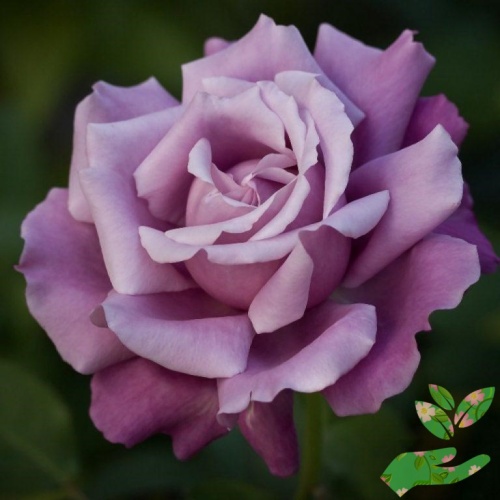 Розы Шарль де Голь фото 1